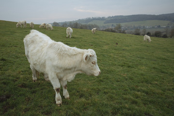 Obraz premium Cows grazing on a field. Normandy, France. Breed of large beef cattle. Cloudy morning in a countryside. Toned