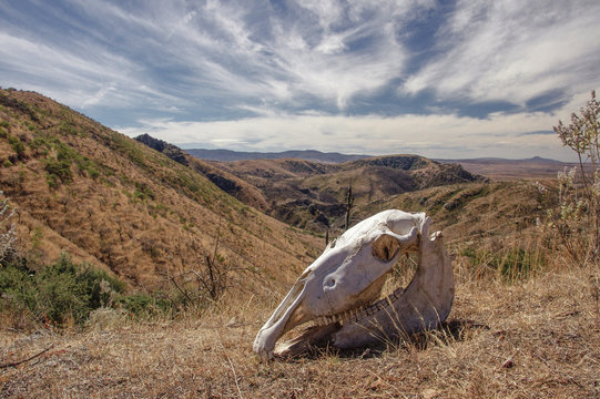 Skull of dead horse in the semi desert of Guanajuato, Mexico