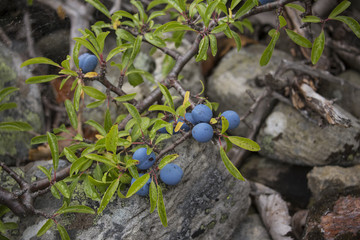 Blue fruits of blackthorn against stones in the late summer