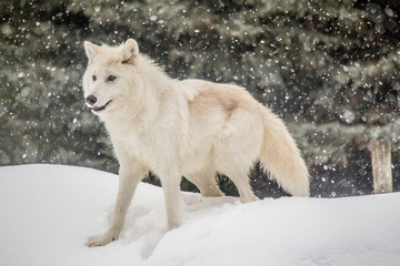Arctic Wolf
