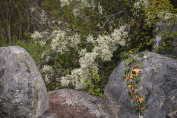 Cladonia arbuscula - a species of lichens commonly found in Europe (Oland, Sweden)