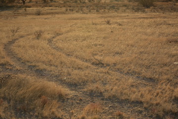 Fototapeta premium desierto de sonora