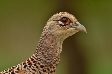 fagiana