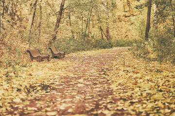 Obraz na płótnie Canvas Old benches in autumn day, many fallen leaves, path trail on the outskirts of the park. Stylized as old vintage style