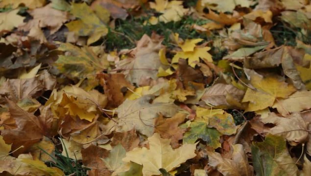 Yellow leaves lie on the grass, the leaves swaying in the wind in autumn park