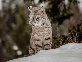 Bobcat