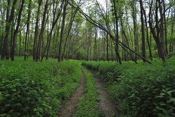 Green Forest