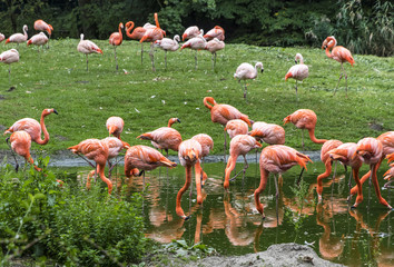 Flock of Pink Flamingo in nature