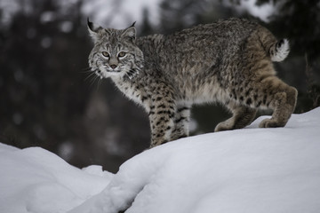 Bobcat