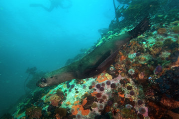 brown fur seal, arctocephalus pusillus, South Africa