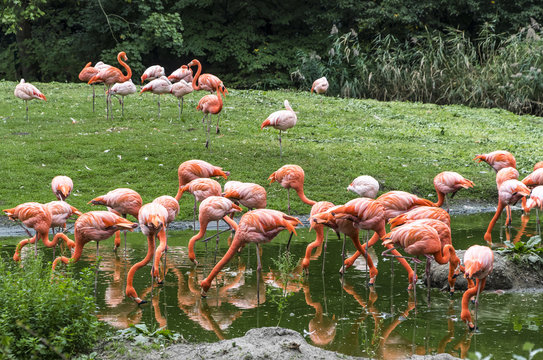 Flock of Pink Flamingo in nature