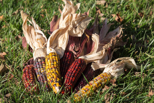 Decorative Maize on the Grass