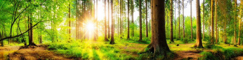 Naklejka premium Piękna lasowa panorama z dużymi drzewami i jaskrawym słońcem