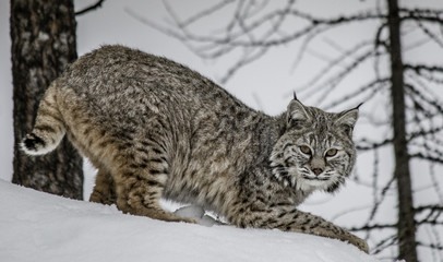 Bobcat