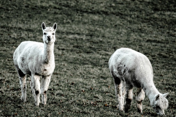 Obraz premium Llama Curious