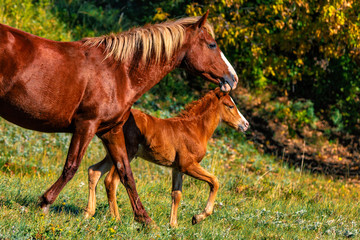 Wild horse mare and her foal