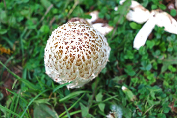 White Mushroom (Macro)