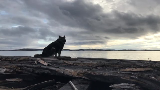 Faithful dog waiting on the shore, sitting on the old wooden pier and looks at sea.