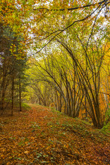Footpath going through the woods covered in colorful autumn leaves