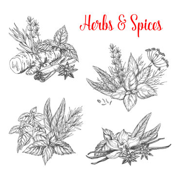 Vector sketch spices and herbs for farm market