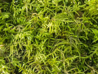 Major moss, fresh and green