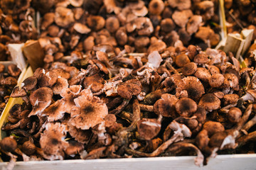 Fresh porcini mushrooms in the boxes at the local fermers market ready to sale