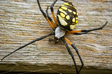 Garden Spider on Wood