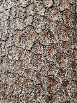 Bark from old growth Ponderosa Pine tree