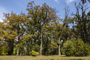 Oak trees with yellow leaves