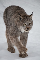 Canada Lynx
