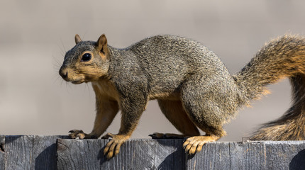 Fox Squirrel