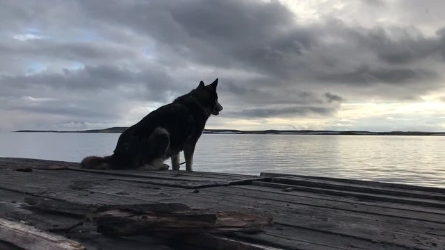 The dog is looking at the sea from an old wooden pier.