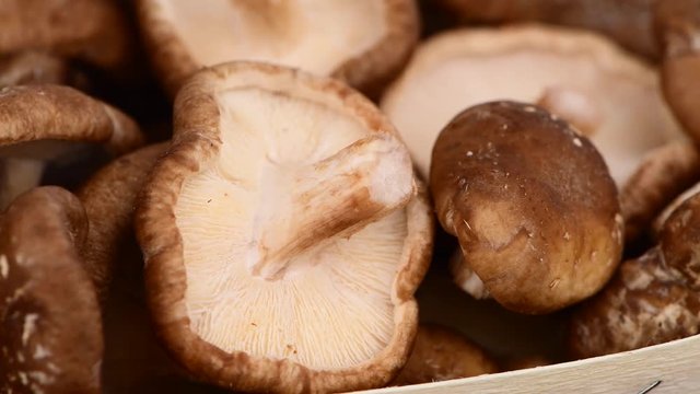 Shiitake mushrooms as seamless loopable rotating 4K UHD footage