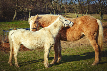 Horse mother and foal