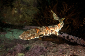 Dark shyshark, haploblepharus pictus, puffer shark, South Africa
