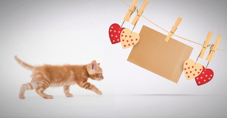 Kitten walking with heart and blank note on pegs