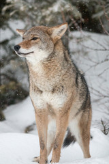 Fototapeta premium Coyote