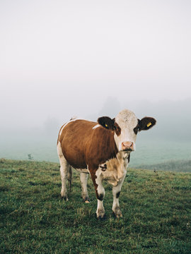 Cows in field on foggy day