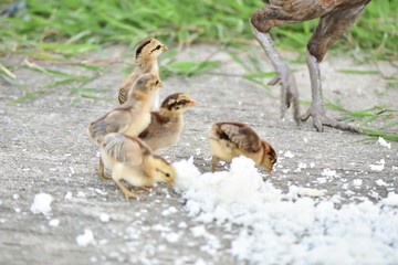 Mother hen with her baby chicks walking on the grass looking for insects and rice.