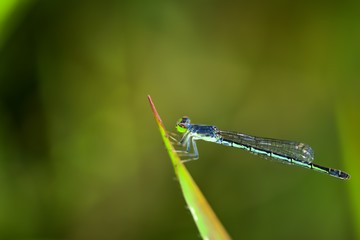 Macro shots,beautiful nature scene dragonfly in abstact blurry background.