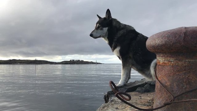 A faithful dog looks in the sea from an old wooden pier.