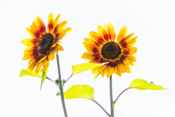 Obraz premium Sunflower Buddy