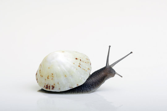 Seashellsnail