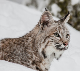 Bobcat