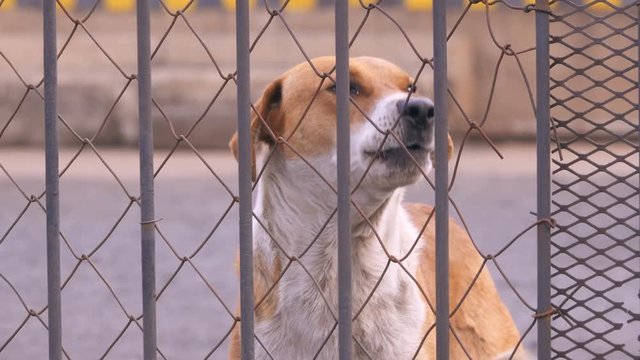 Brown mongrel dog barking from behind makeshift fence close shot