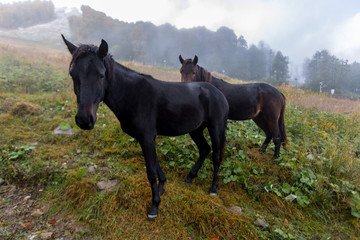 Wild horses on a meadow in mountains
