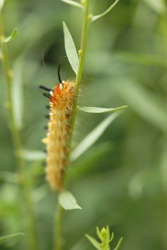 Orange Caterpillar