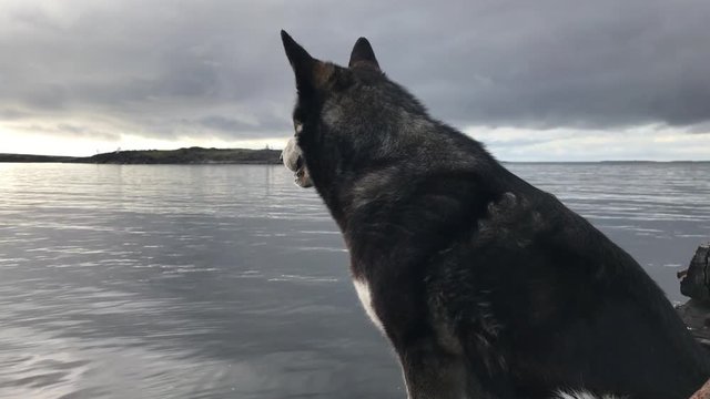 Faithful dog waiting on the shore, sitting on the old wooden pier and looks at sea.