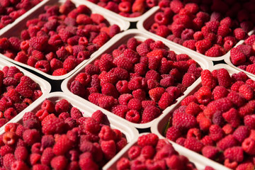 Raspberries for Sale