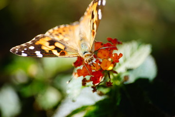 Painted Lady 1